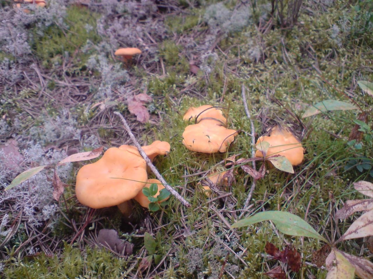 Hyttingsfabodstugor Borlänge Zewnętrze zdjęcie