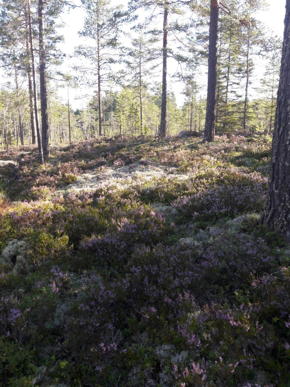 Hyttingsfabodstugor Borlänge Zewnętrze zdjęcie